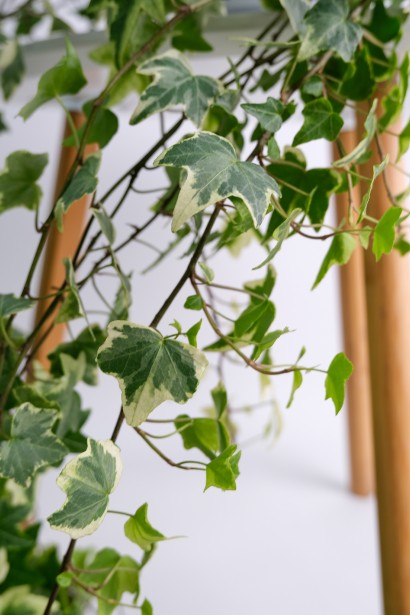 Плющ Варієгата зелене листя з кремовою облямівкою